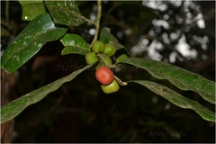 Drypetes assamica